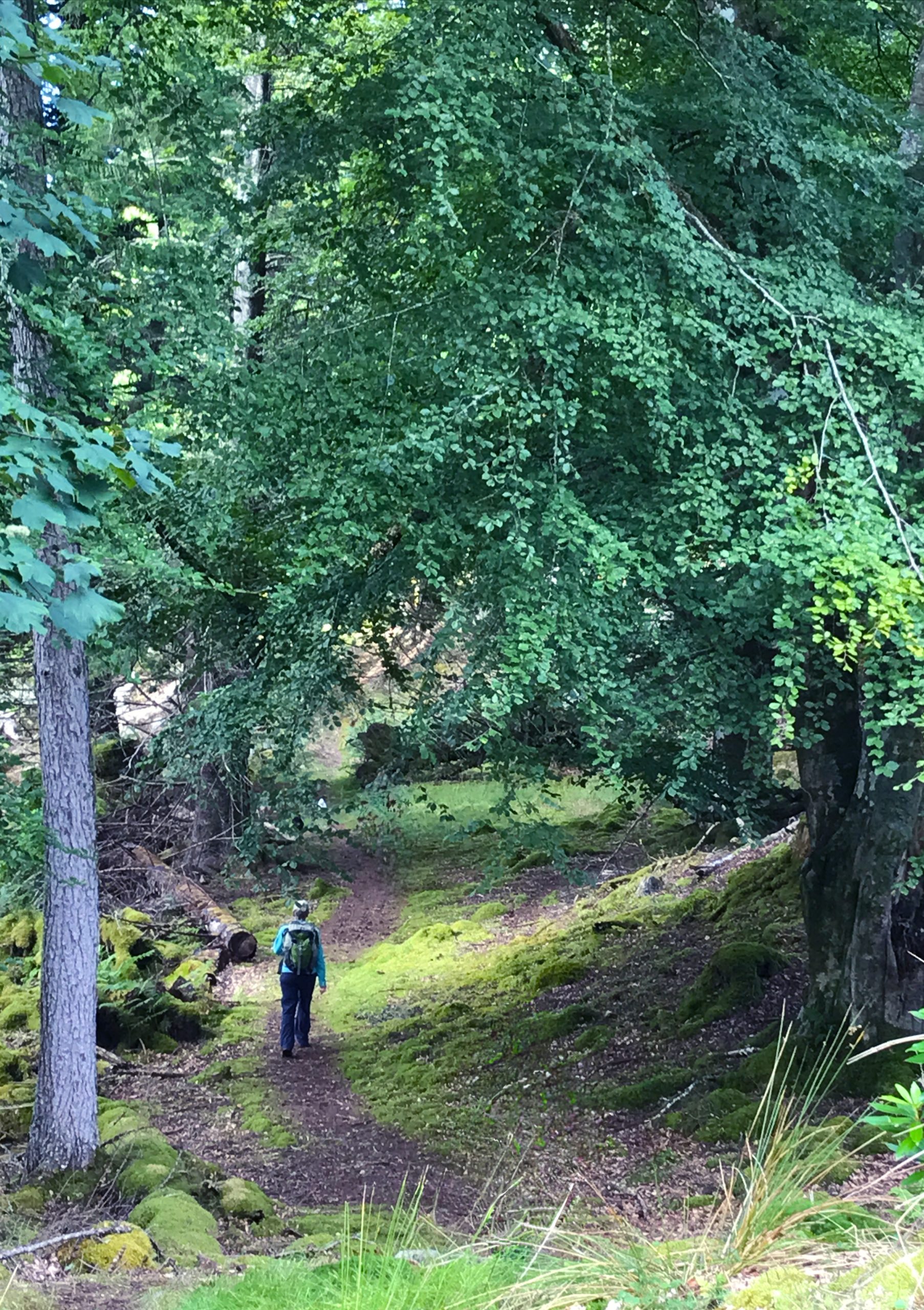 Fiona Warner London UK Registered Hypnotherapist